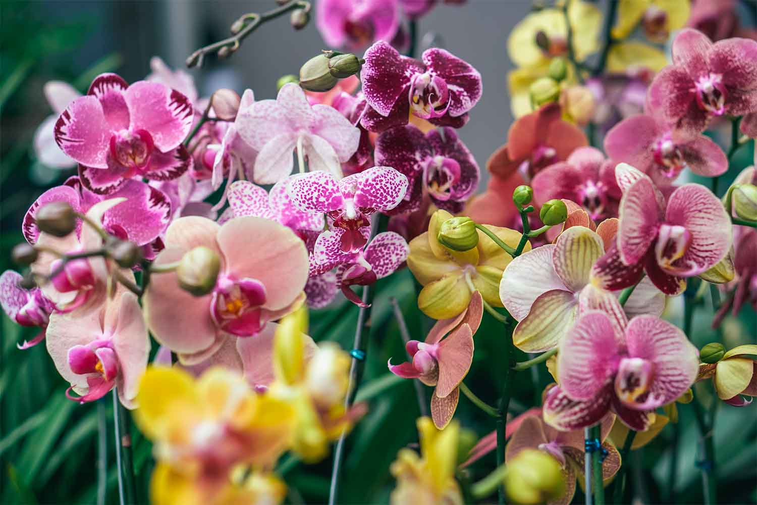 Rinvaso orchidee: come e quando