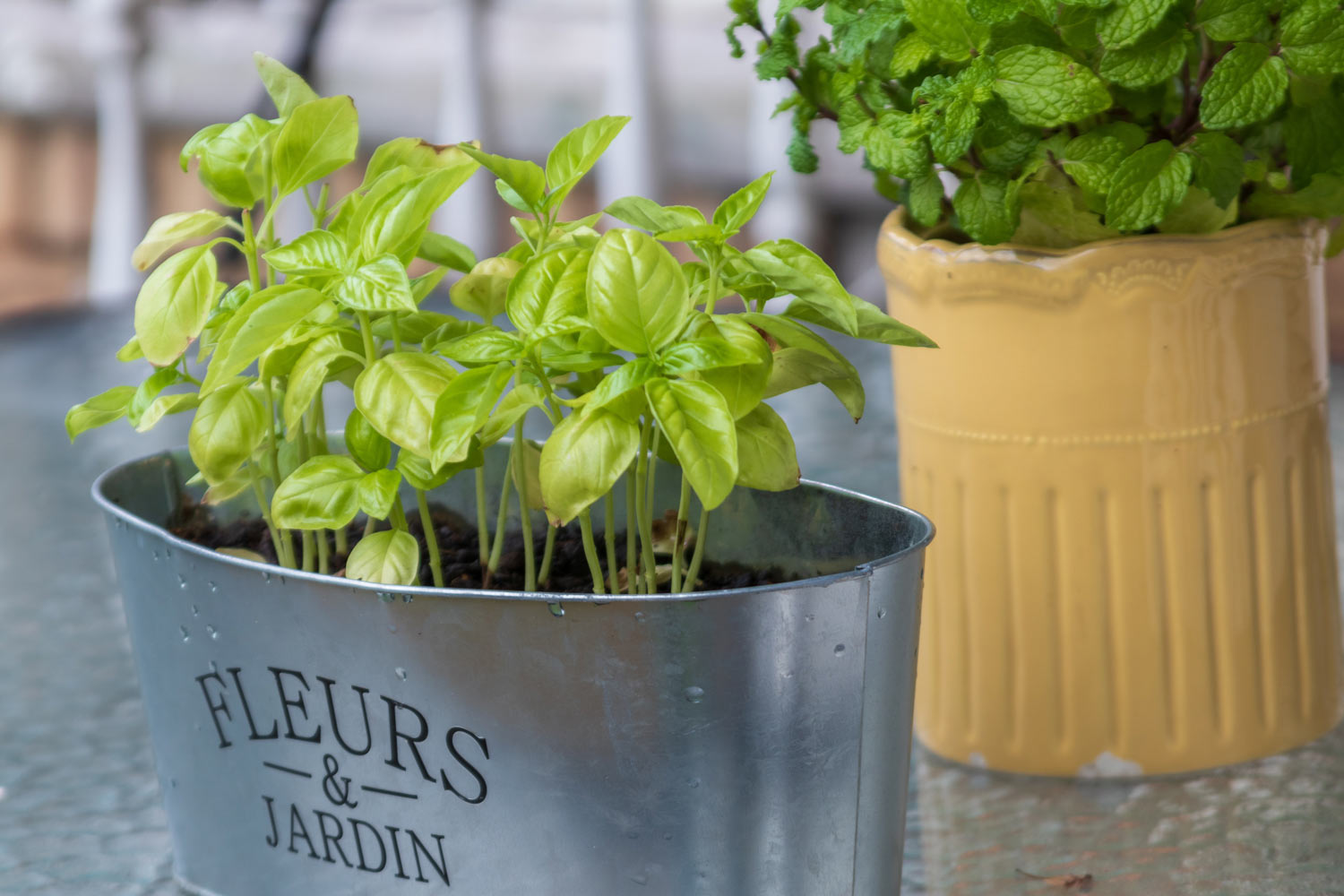 Le aromatiche sul balcone di casa
