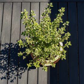 origano