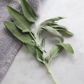 salvia