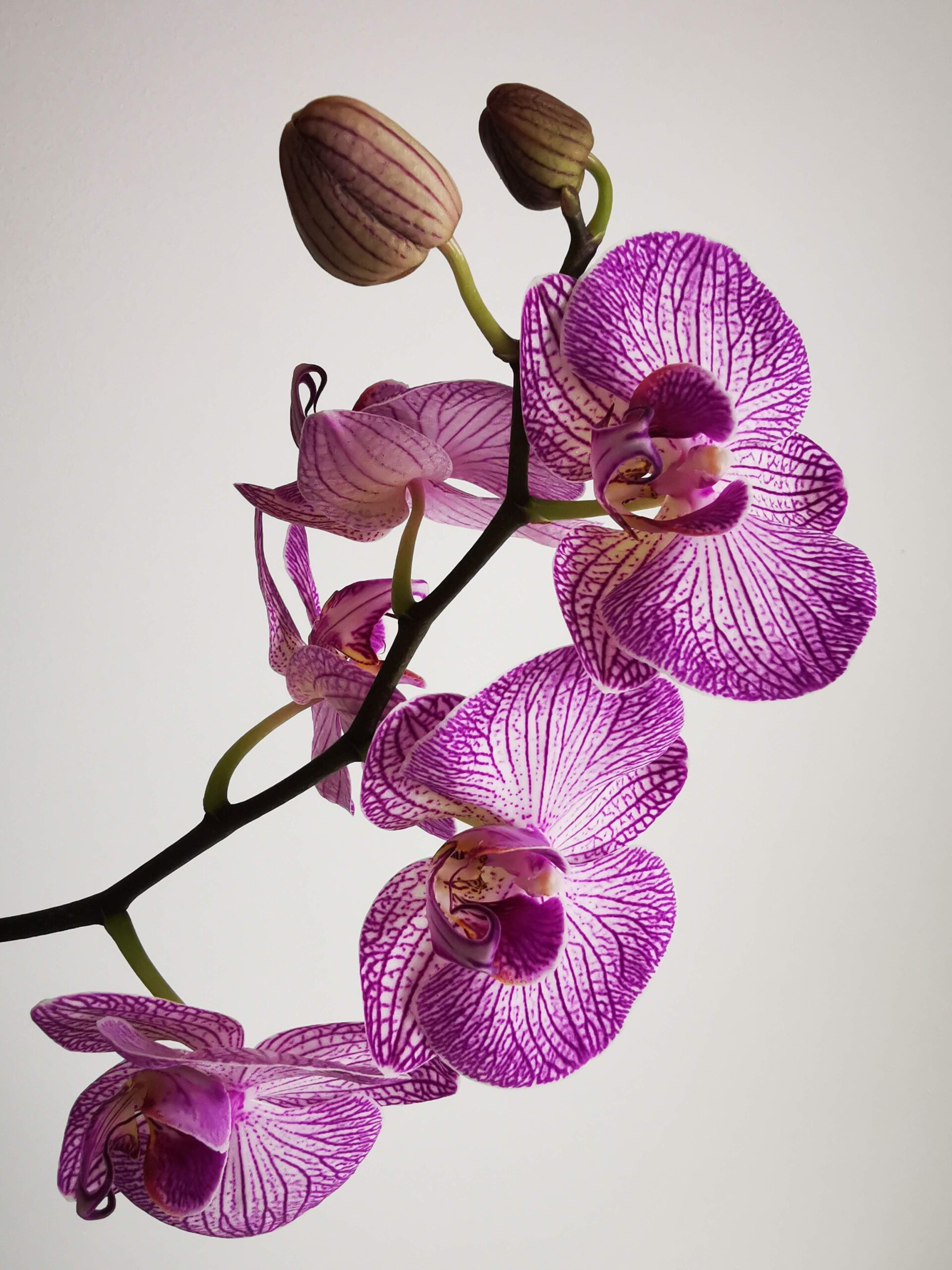 Orchidee: un genere per tutti