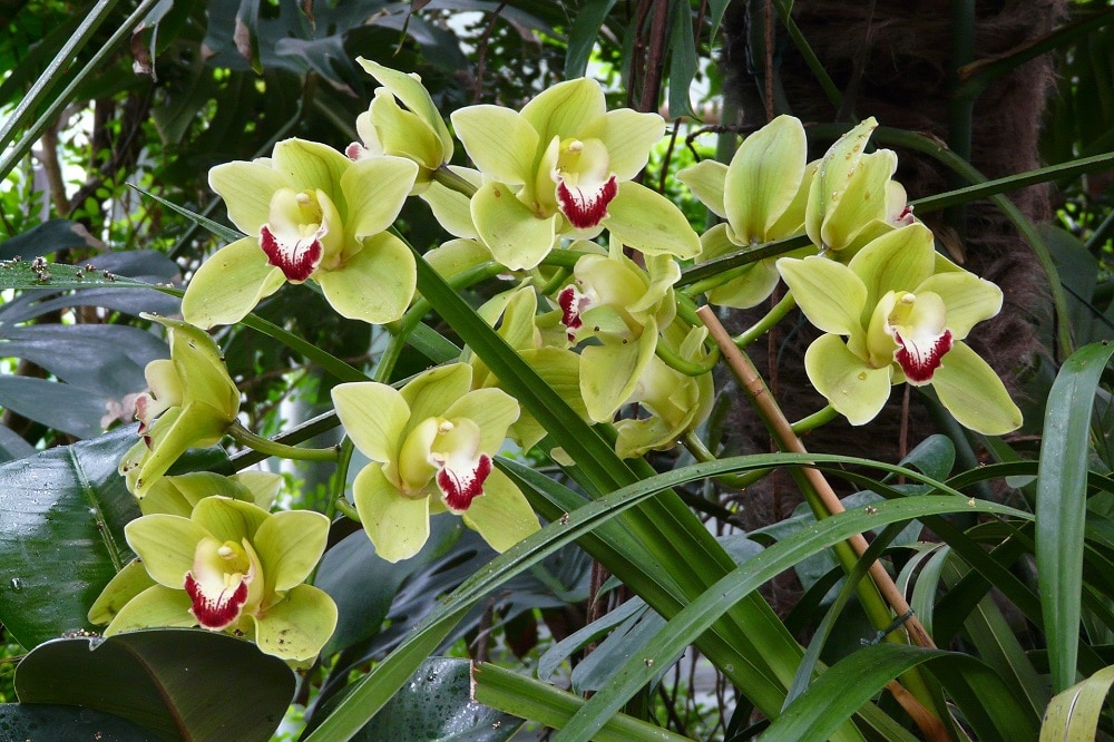 Orchidea Cymbidium