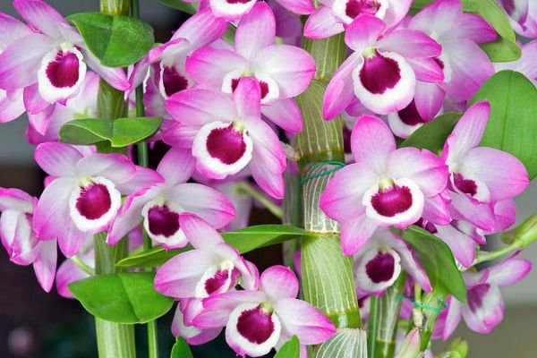 Orchidea Dendobrium