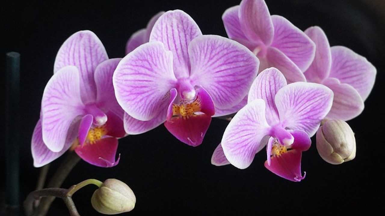 Orchidea Phalaenopsis