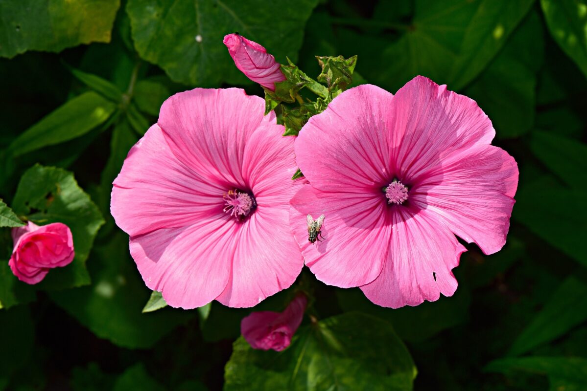 Malva