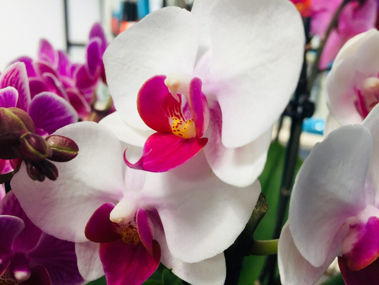 Phalaenopsis orchid: an easy plant to grow