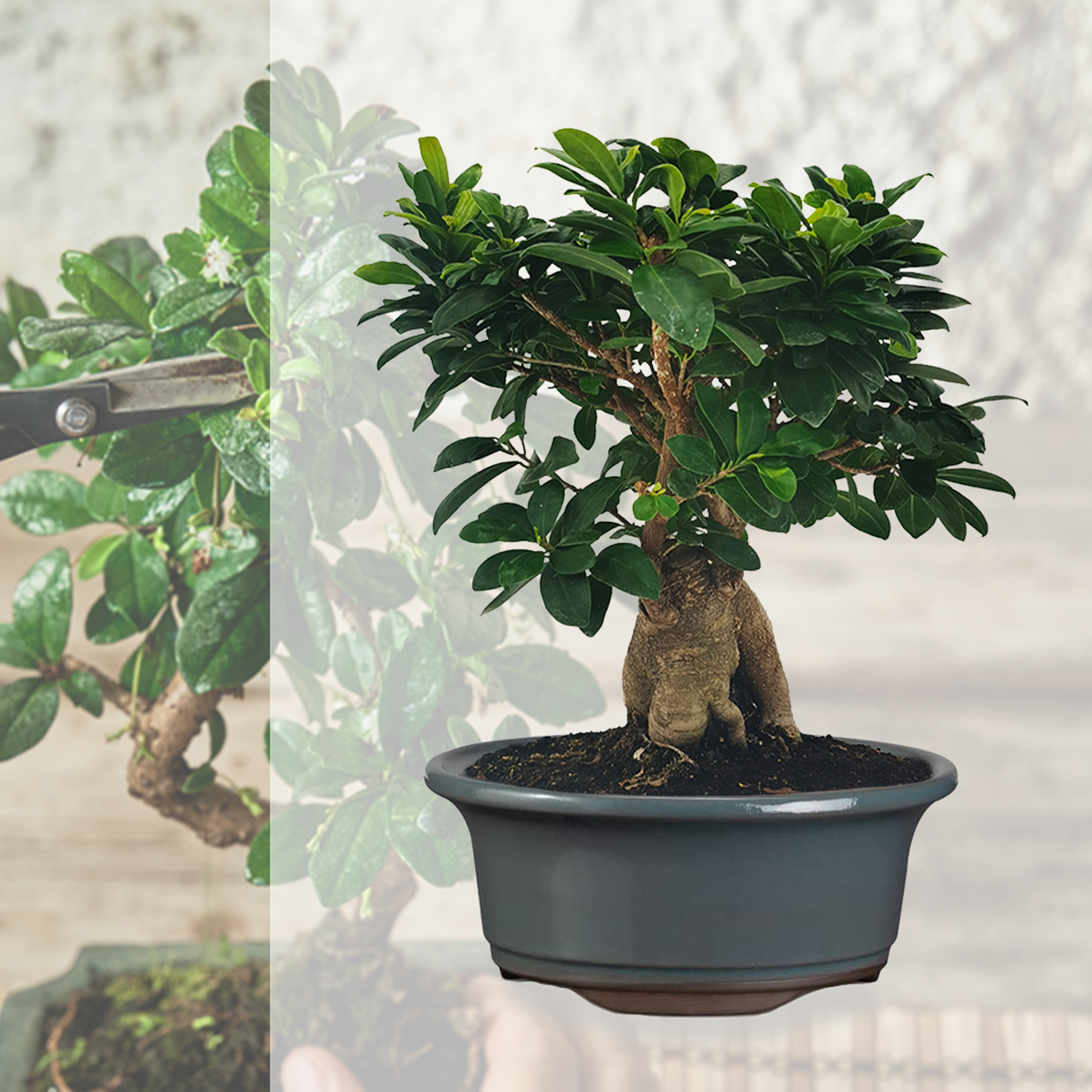 I migliori vasi per Bonsai in ceramica del 2023