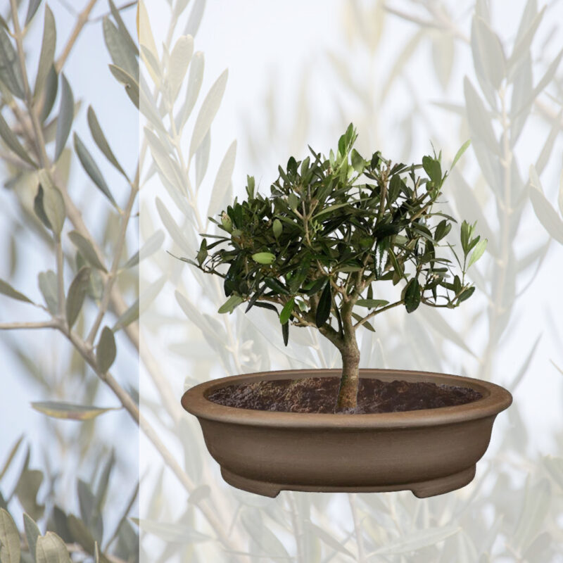 Bonsai e vaso bonsai ovale marrone