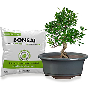 The best ceramic Bonsai pots of 2023