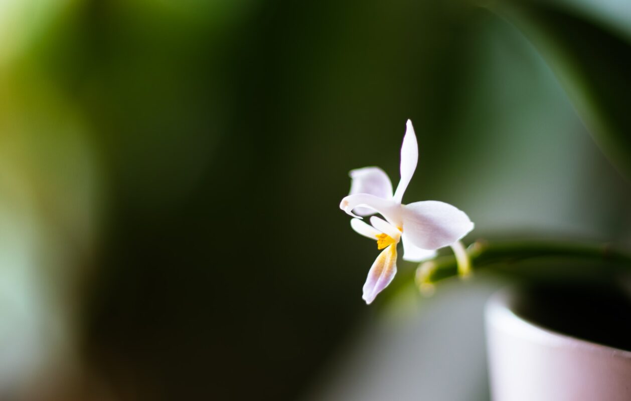 Orchidea che fiorisce