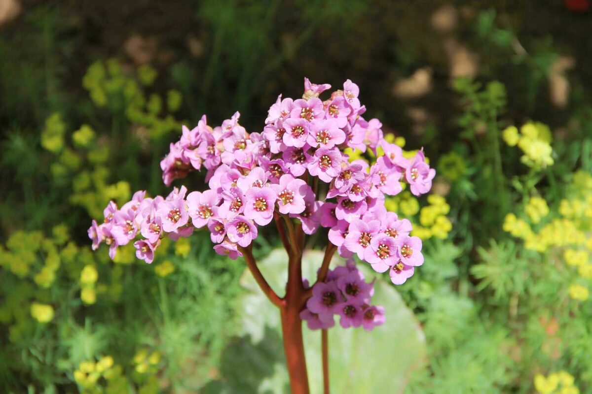 Bergenia