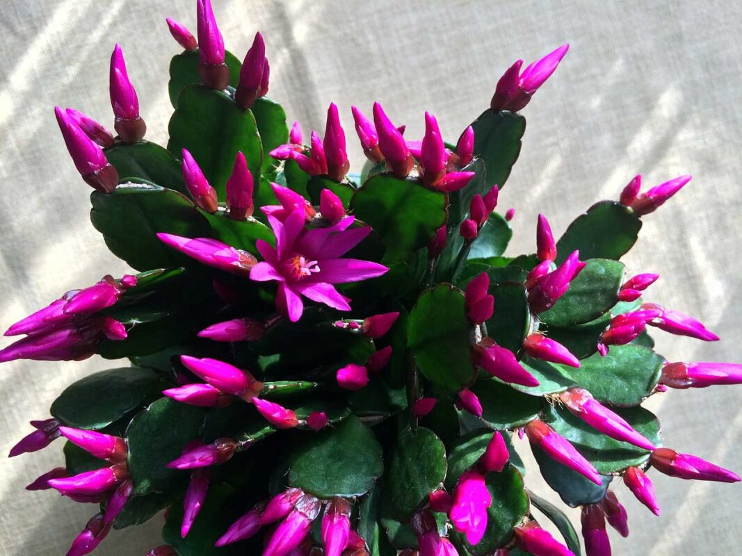 Cactus di Natale