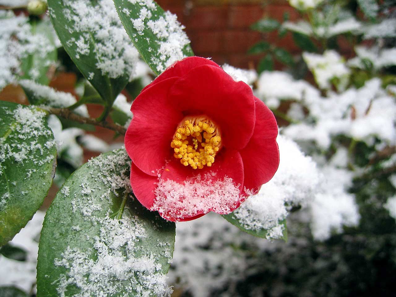 Quali piante coltivare in inverno