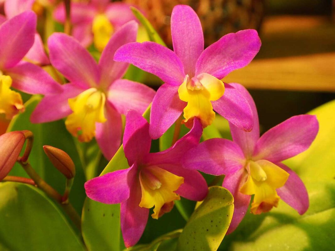 Cattleya fucsia