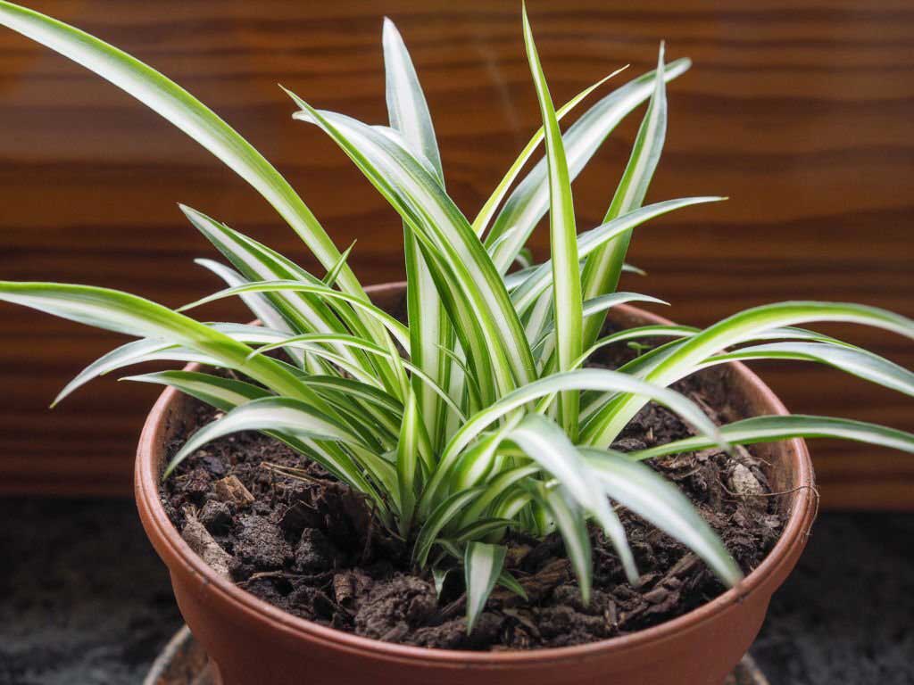 chlorophytum comosum