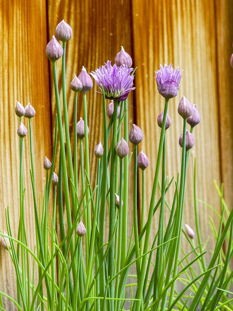 Erba cipollina