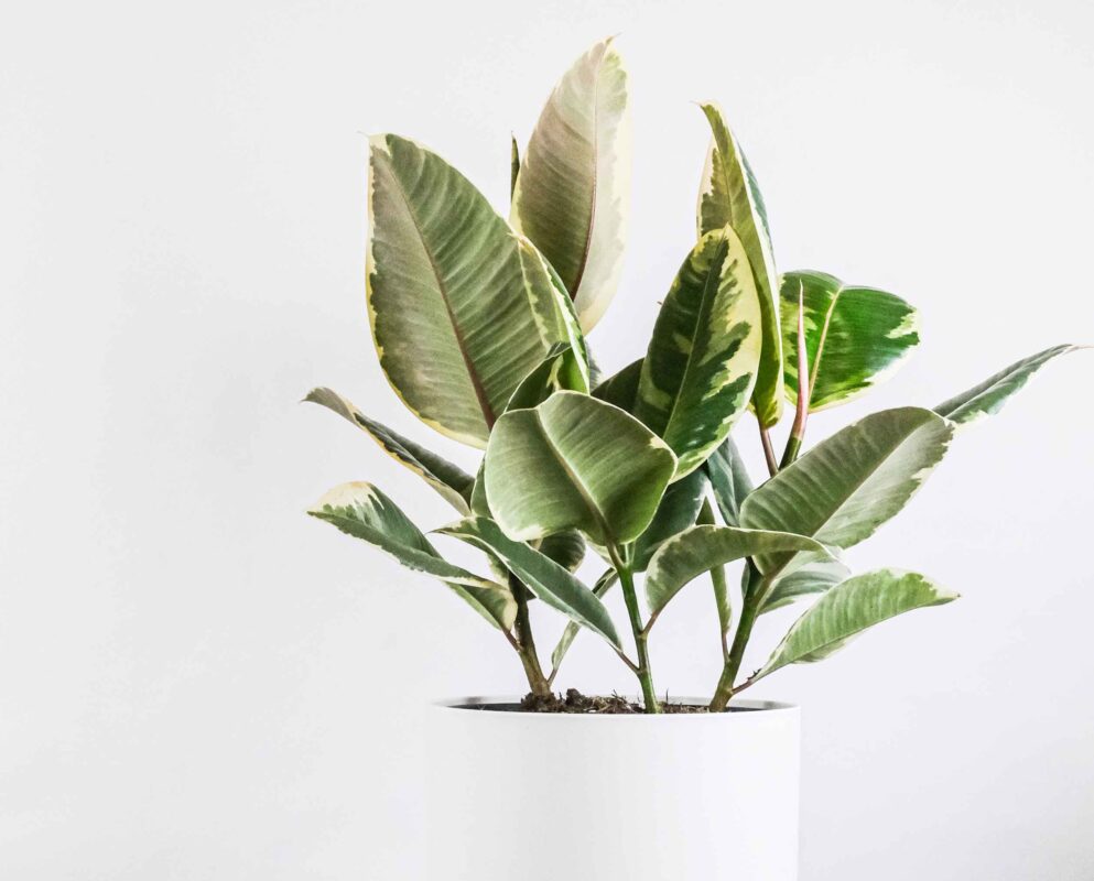 Ficus