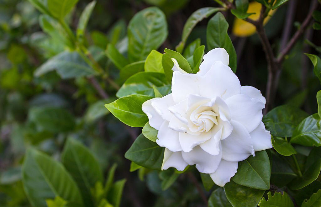 gardenia