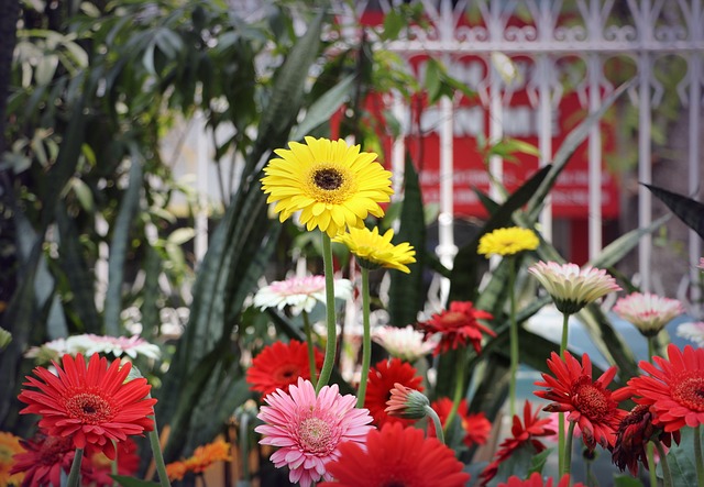 gerbera