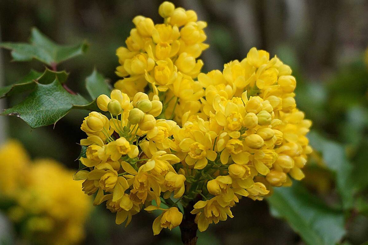 Fiori gialli di mahonia