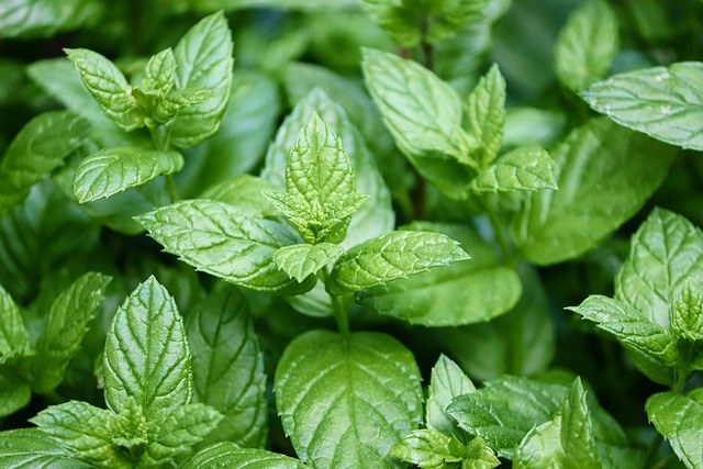 Menta