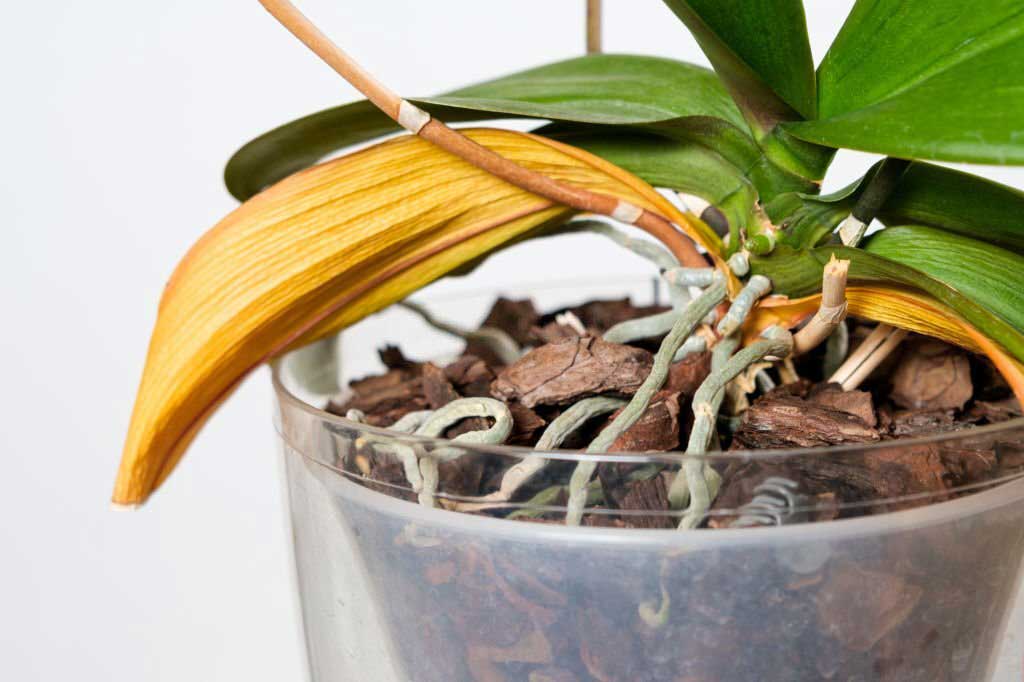 Perché la mia orchidea ha le foglie gialle?