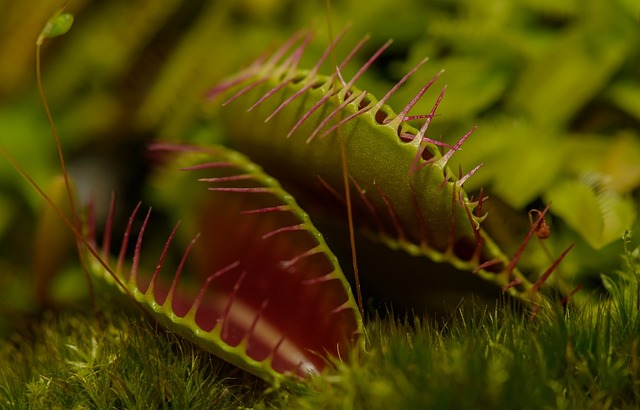 Tutto sulle piante carnivore