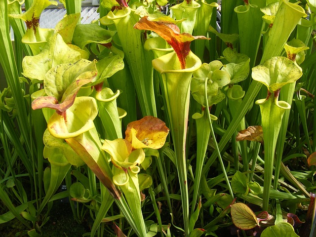 Pianta carnivora