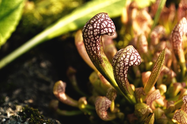 Pianta carnivora