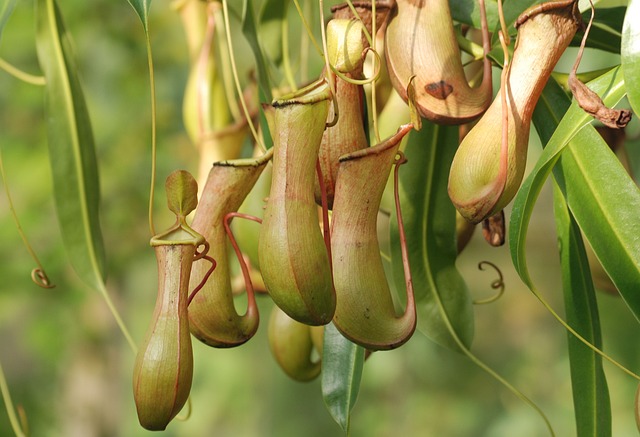 Pianta carnivora