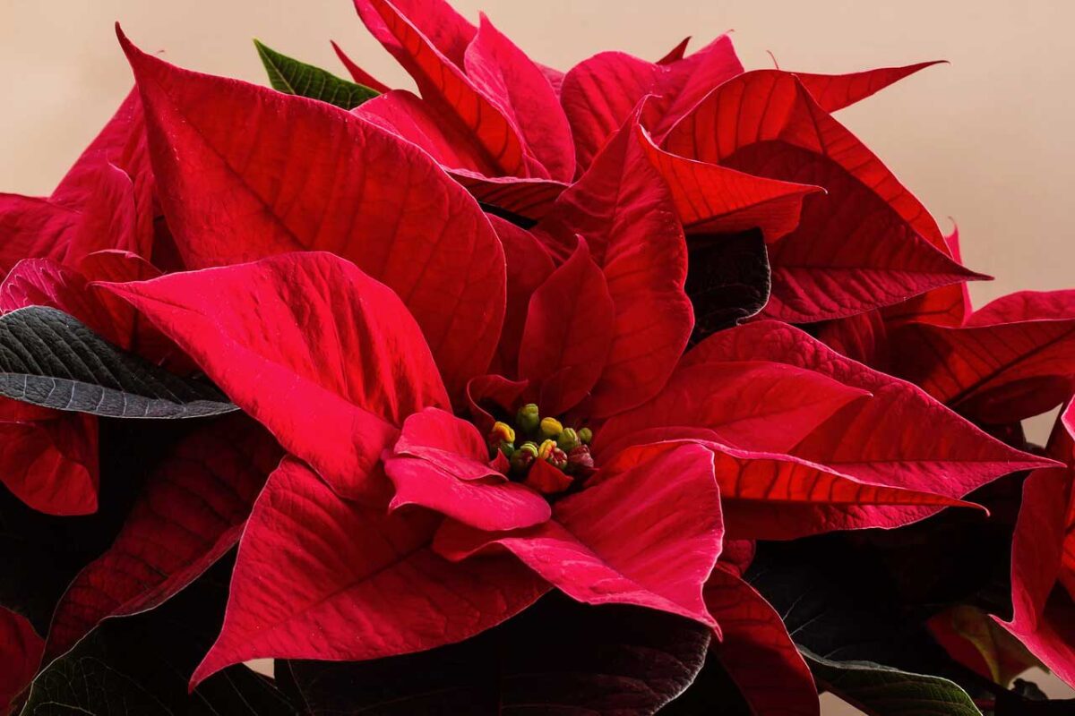 Poinsettia con foglie rosse
