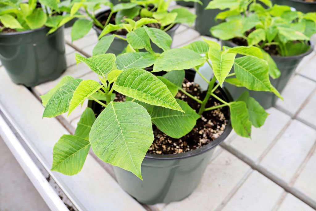 Poinsettia con foglie verdi