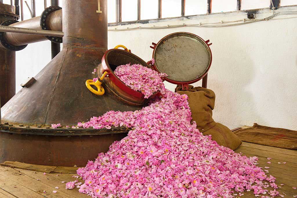 Rose petals scattered on the floor, about to be made in essential oil
