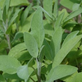 Salvia