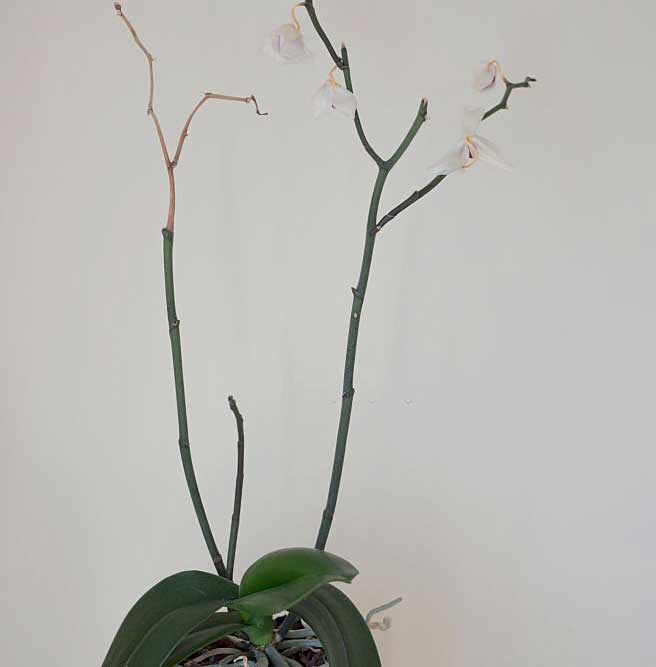 orchidea con stelo secco