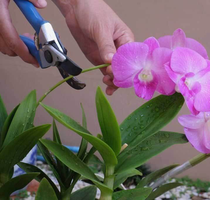 come tagliare stelo orchidea