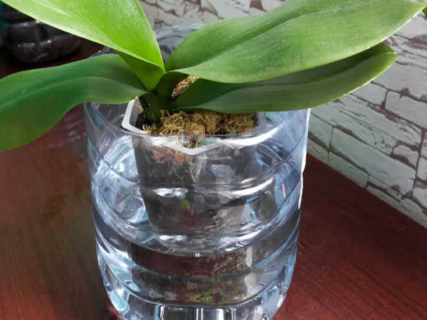 Immersione in acqua orchidea