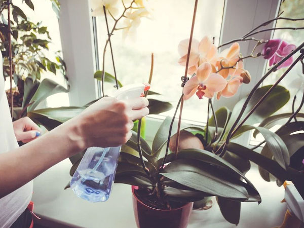 Ogni quanto devo bagnare la mia orchidea?