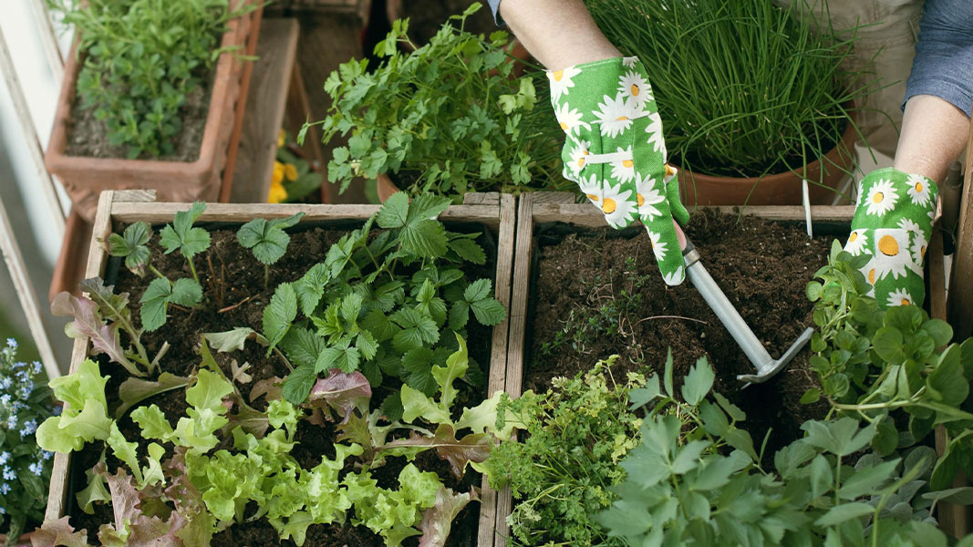 What to grow in May on your balcony