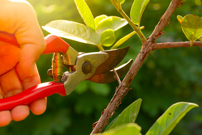 Which plants can be pruned in autumn