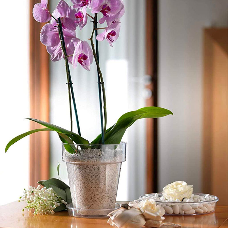 Orchidea in vaso trasparente riempito di perlite