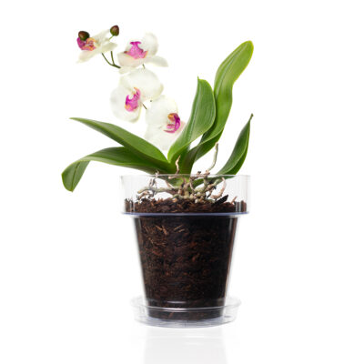 Sottovaso e vaso trasparenti con orchidea fiorita.