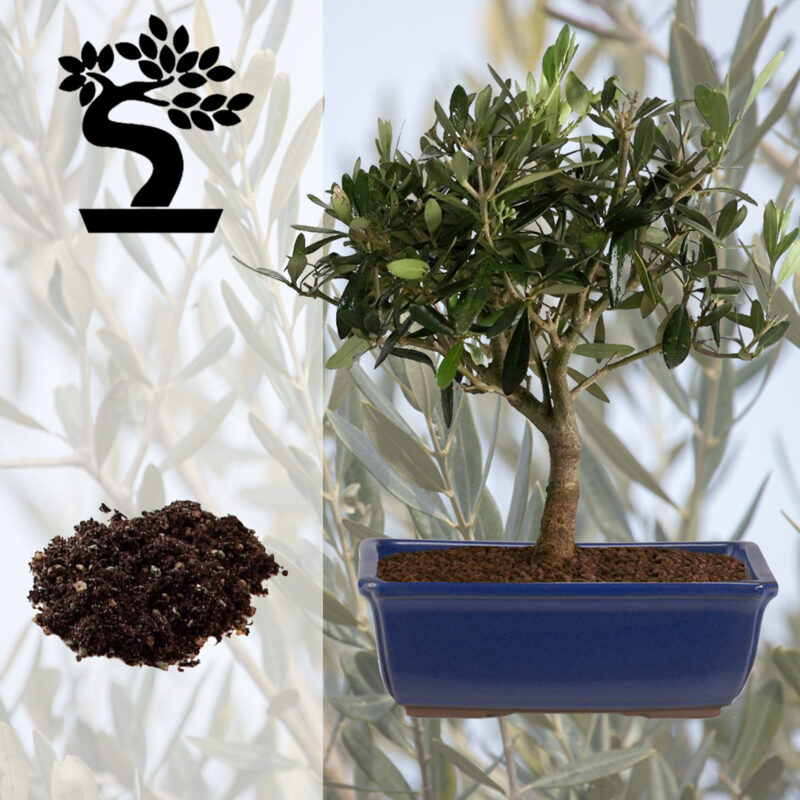 Bonsai, vaso bonsai rettangolare blu e terriccio
