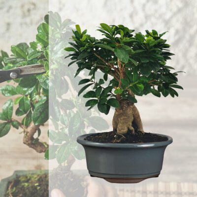 Bonsai e vaso bonsai rotondo grigio