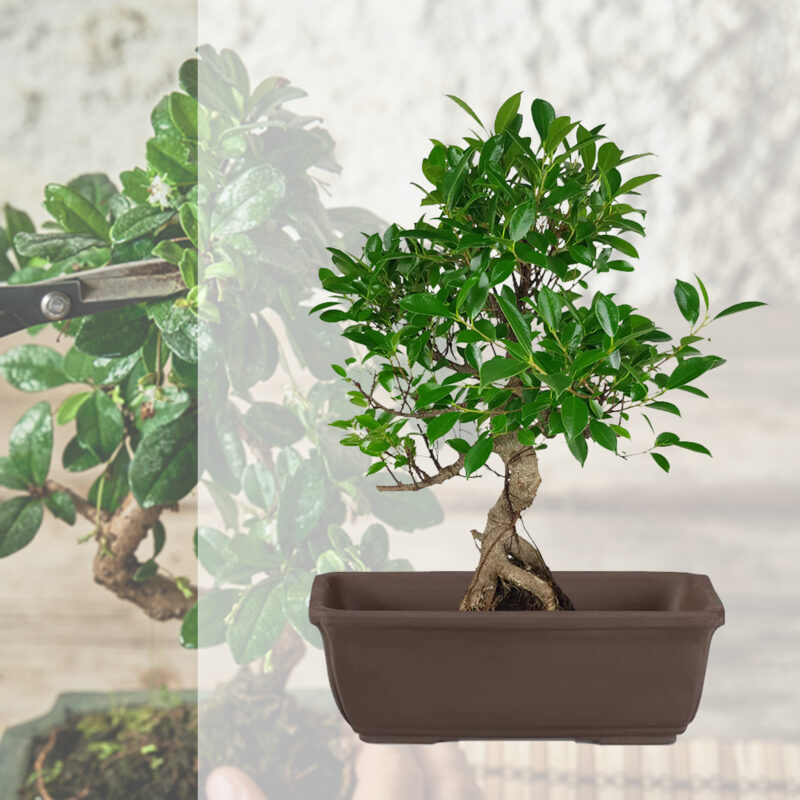 Bonsai e vaso bonsai rettangolare marrone
