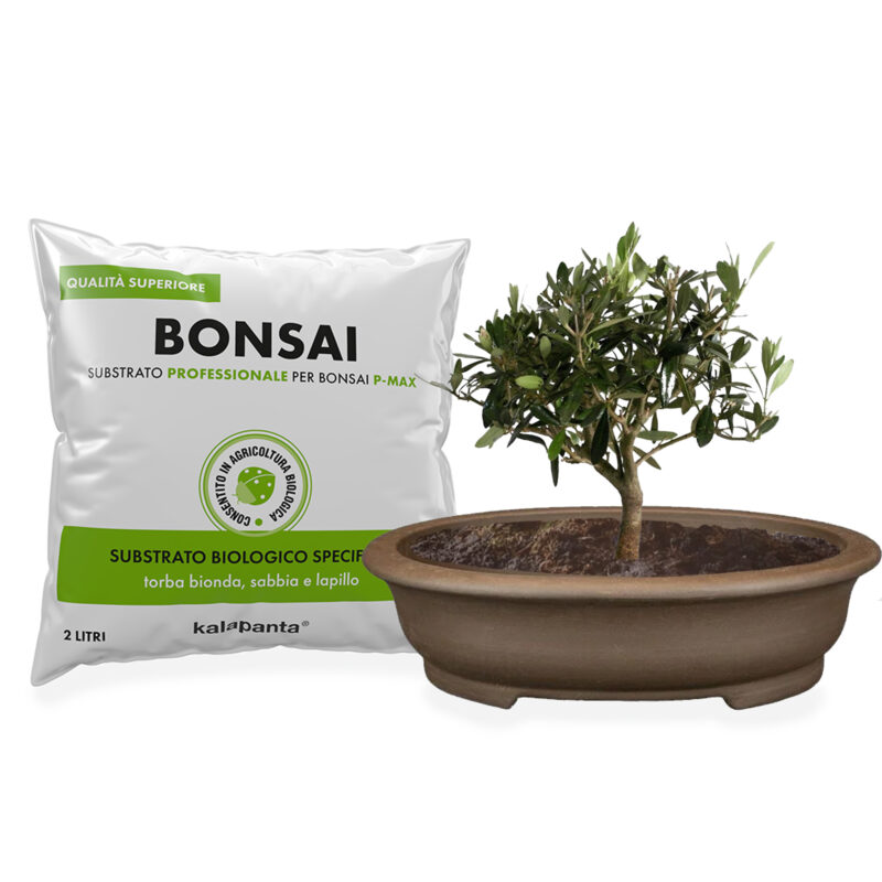 Vaso bonsai ovale e substrato specifico Kalapanta