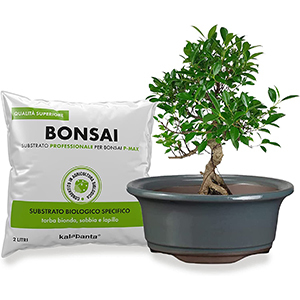 Kit vaso bonsai rotondo grigio con terriccio specifico Kalapanta