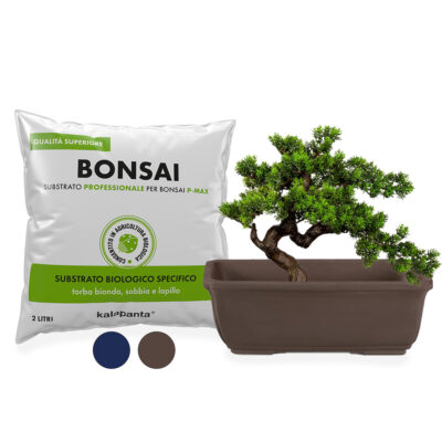 Vaso bonsai rettangolare marrone e substrato apposito