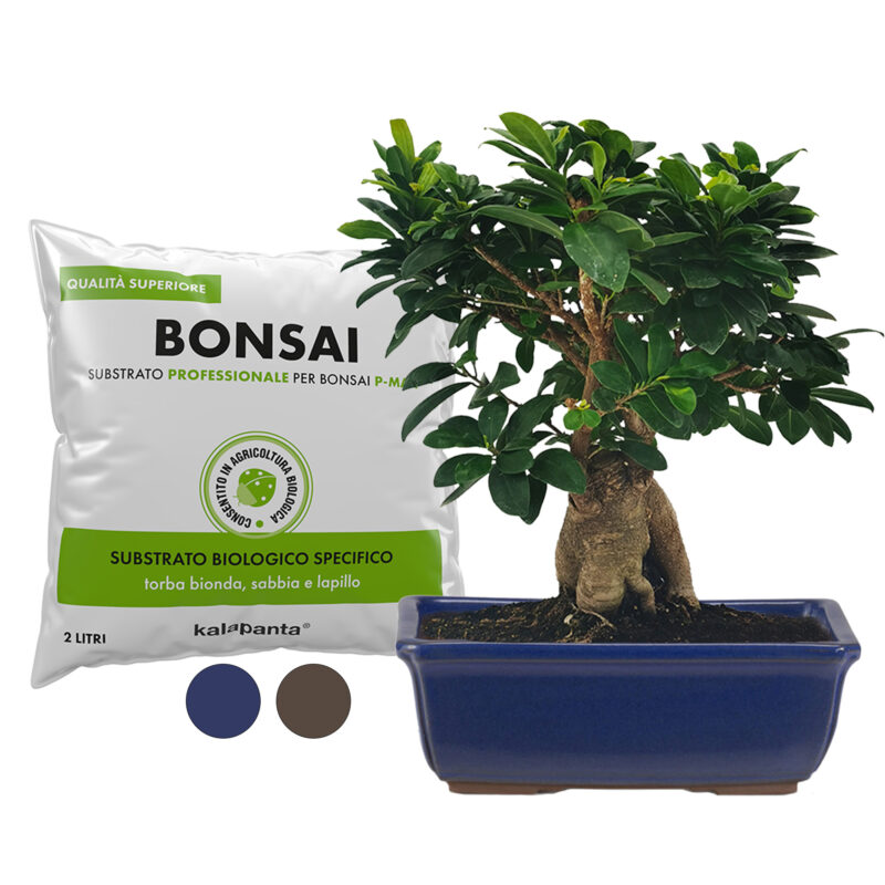Vaso bonsai rettangolare blu e substrato apposito
