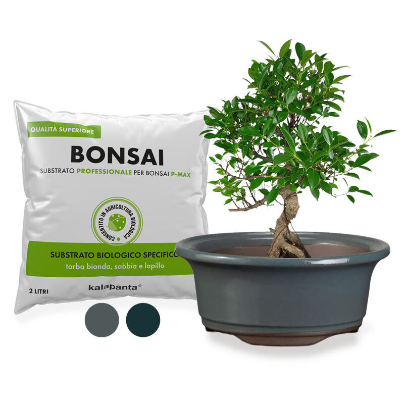 Vaso bonsai tondo grigio e substrato apposito